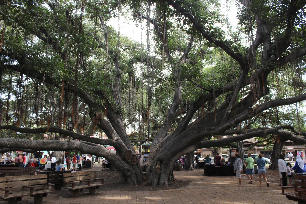 Will the banyan tree survive? Lahaina’s historic 150yearold banyan