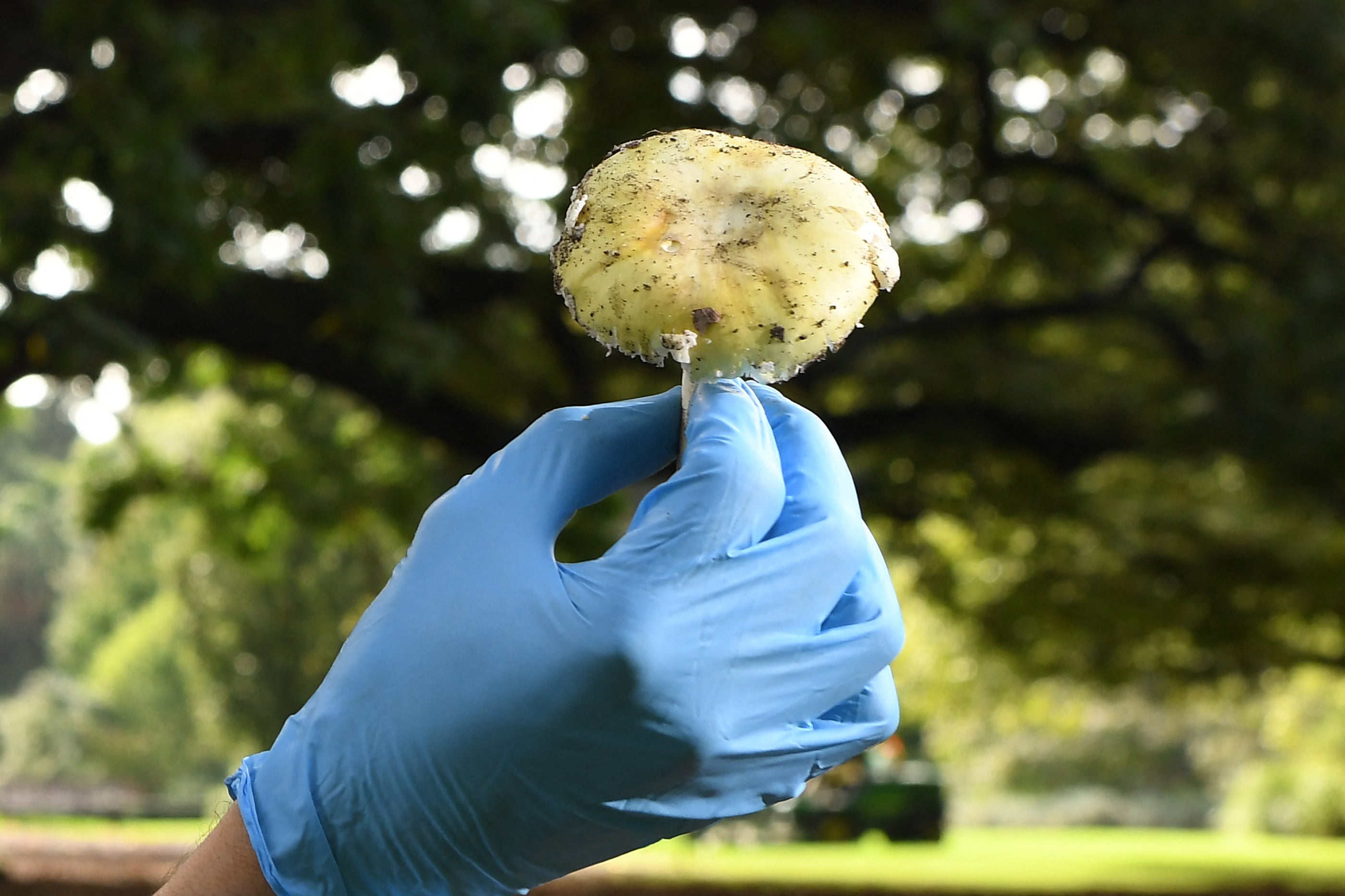 Death Cap mushrooms have no known antidote