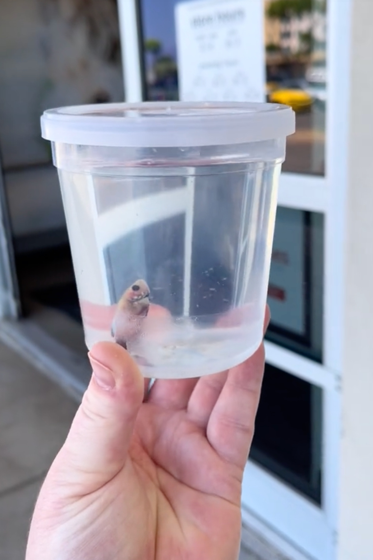 Woman claims PetSmart gave her fish for free 'to try and save him