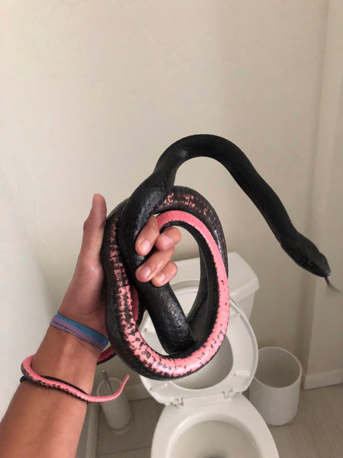 Did an Idaho Couple Really Find a Scary Snake in Their Toilet?