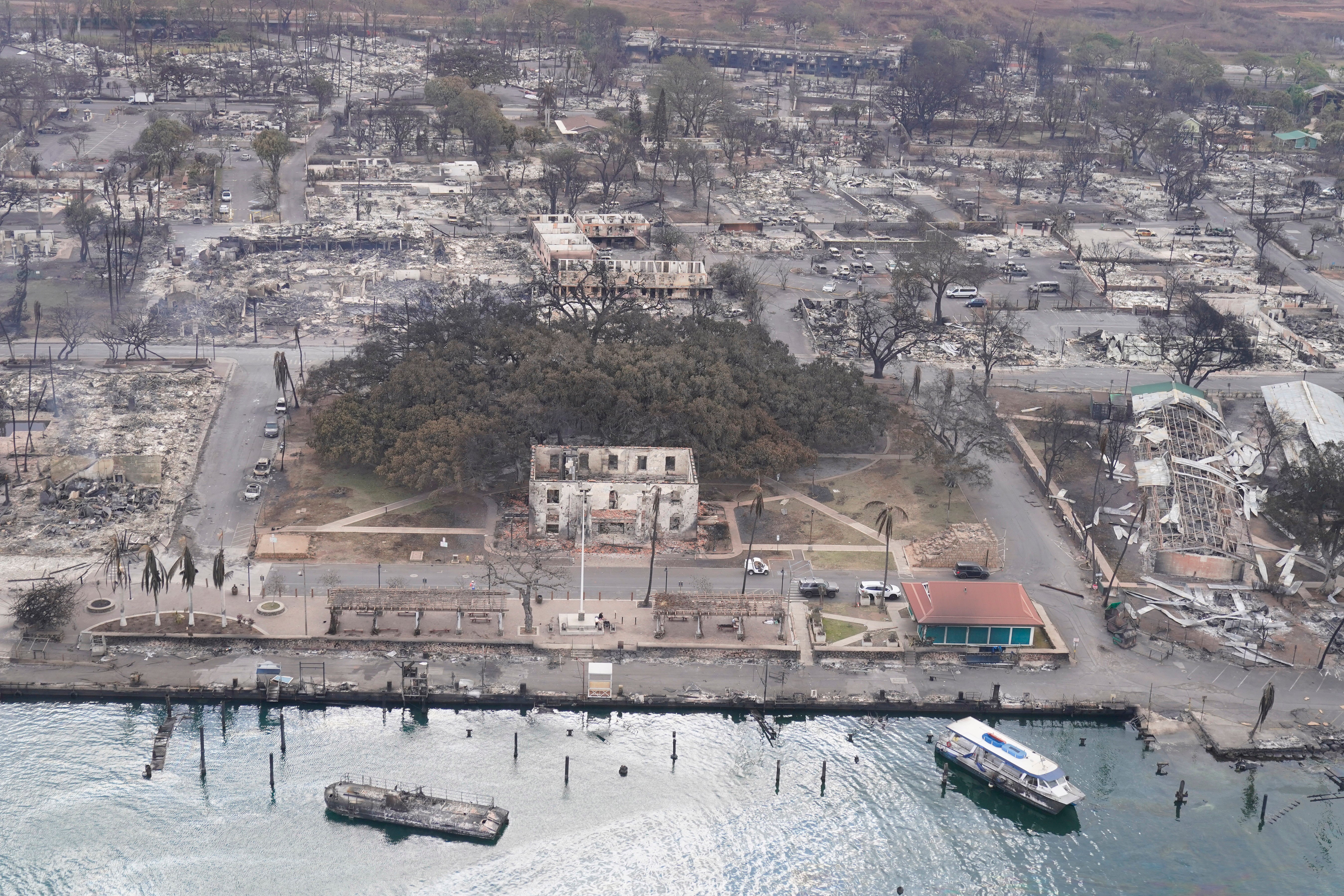 Hawaii Fires Banyan Tree