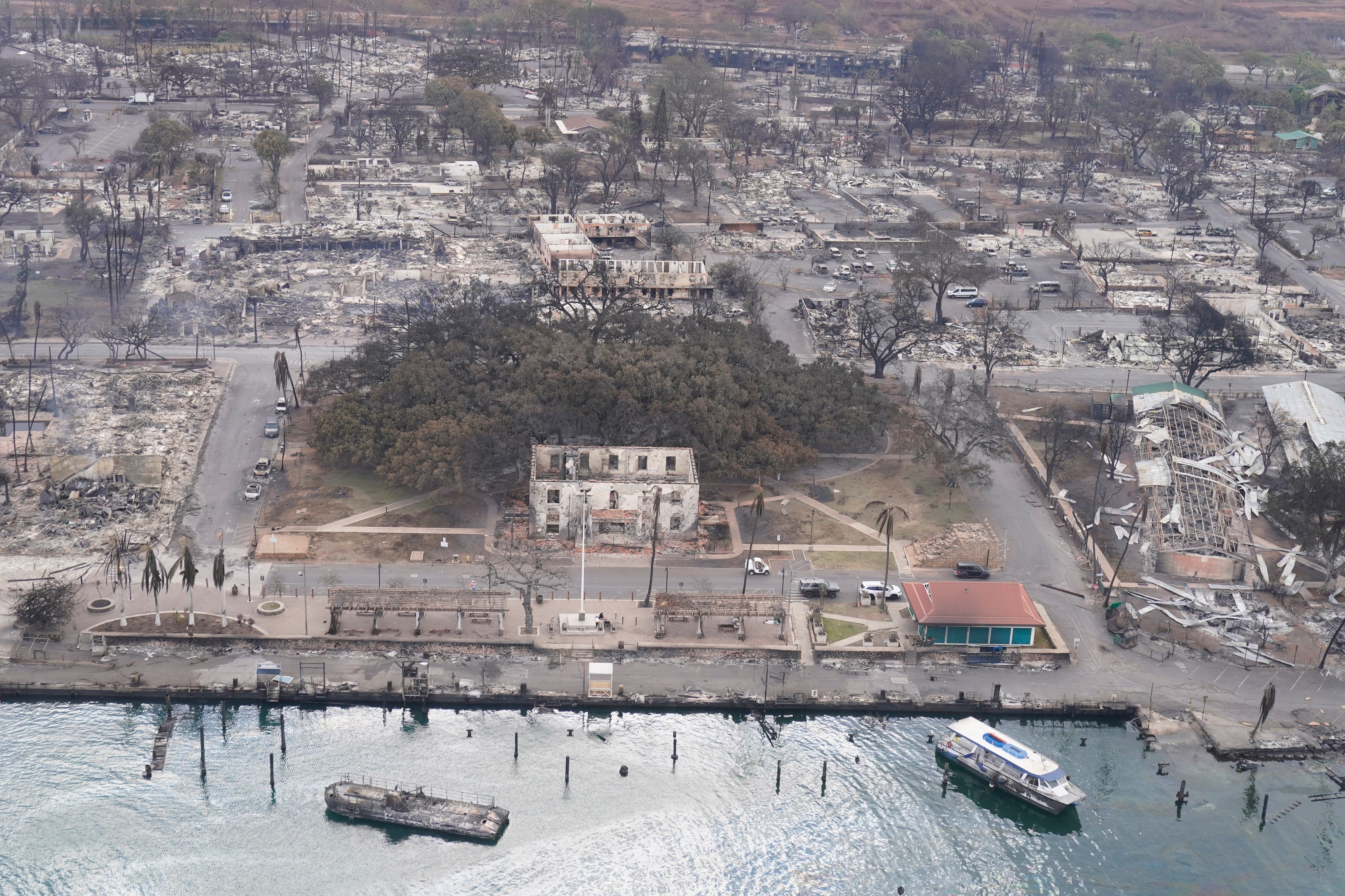 Maui fires: Why the wildfire loss of Lahaina's banyan tree is so devastating - Vimarsana News
