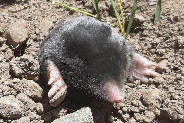 Talpa hakkariensis was identified as a new species of mole, highly distinctive in terms of both its morphology and DNA (Ondokuz May?s University/PA)