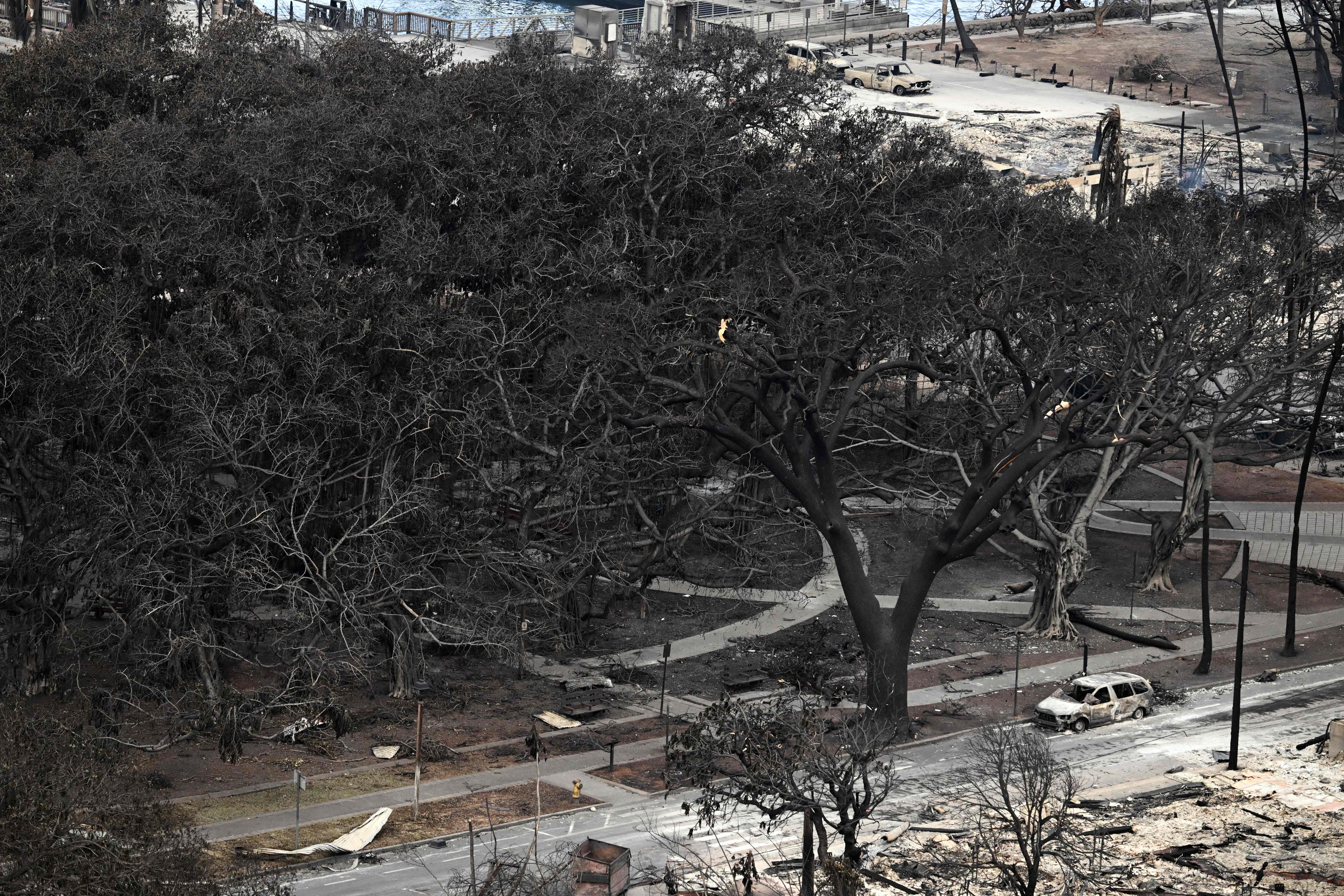 Historic banyan tree scorched and surrounded by burned cars in Lahaina