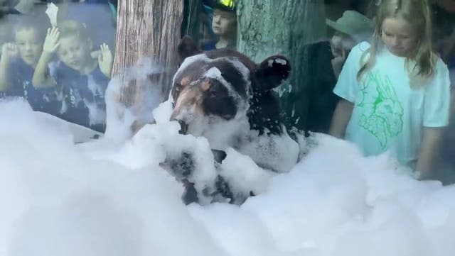 <p>Black bear Finn enjoys first bubble bath at zoo in Knoxville.</p>