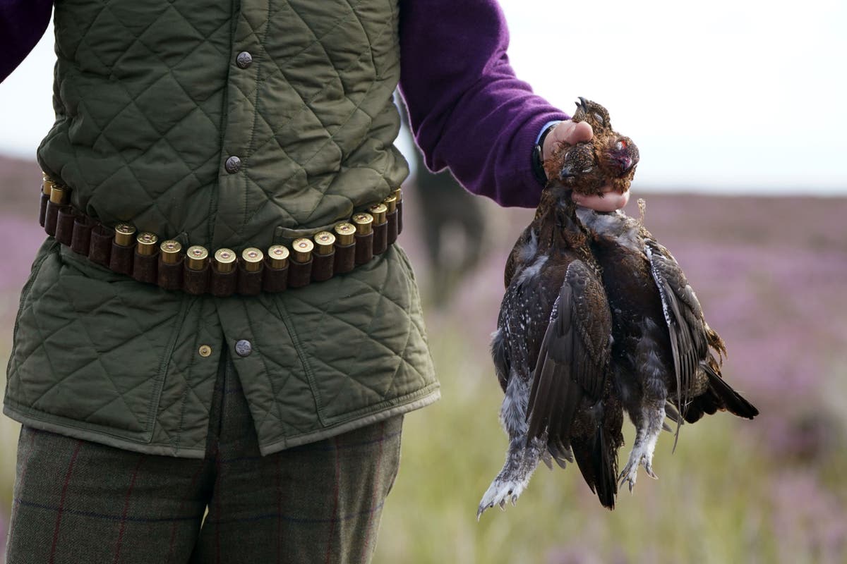 Grouse shoots ready for last ‘Glorious 12th’ before licensing scheme begins