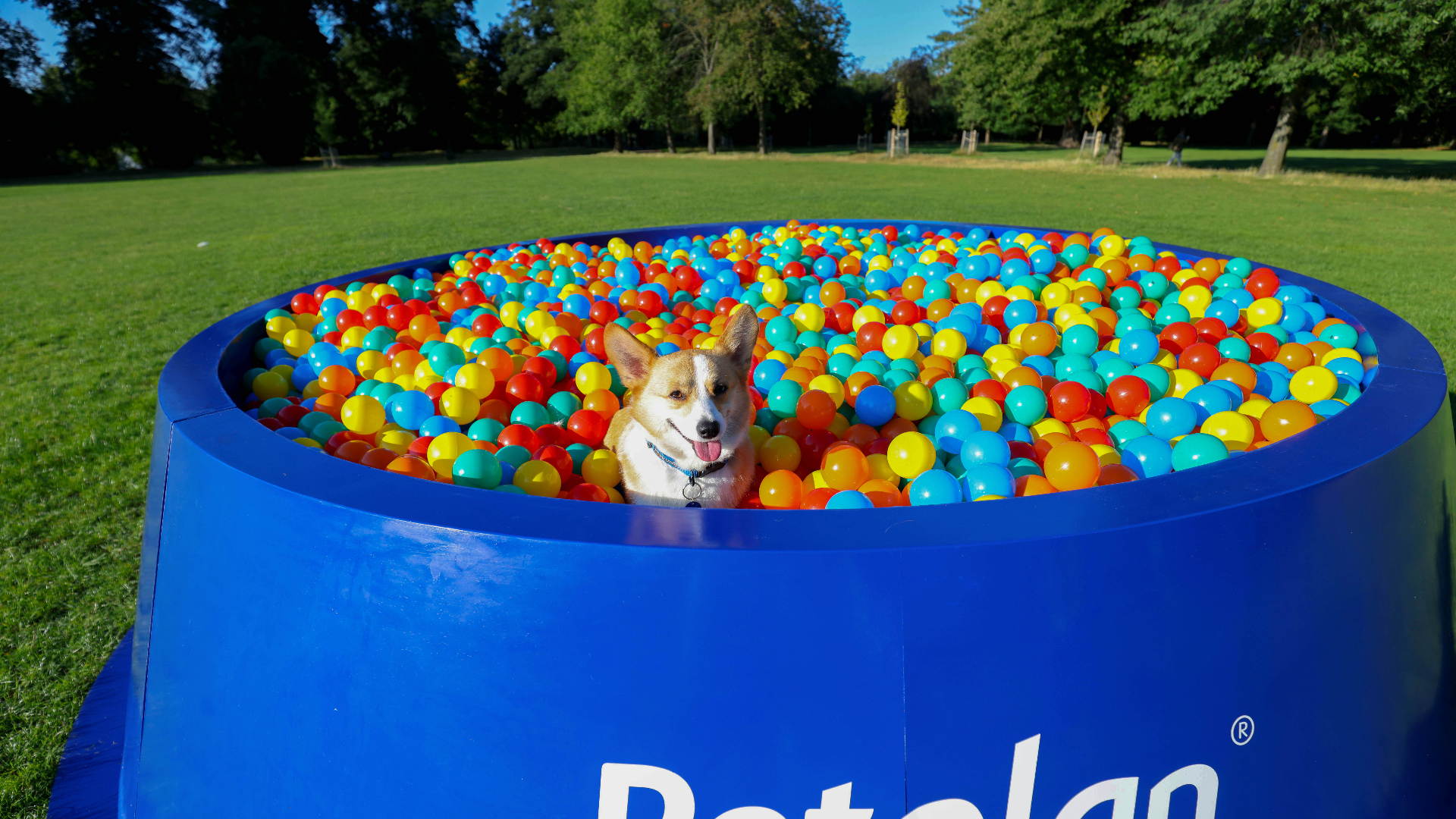 <p>Giant 'bowl pit' for dogs installed in London to raise awareness of pet food poverty</p>