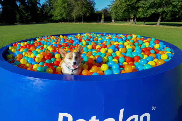 <p>Giant 'bowl pit' for dogs installed in London to raise awareness of pet food poverty</p>