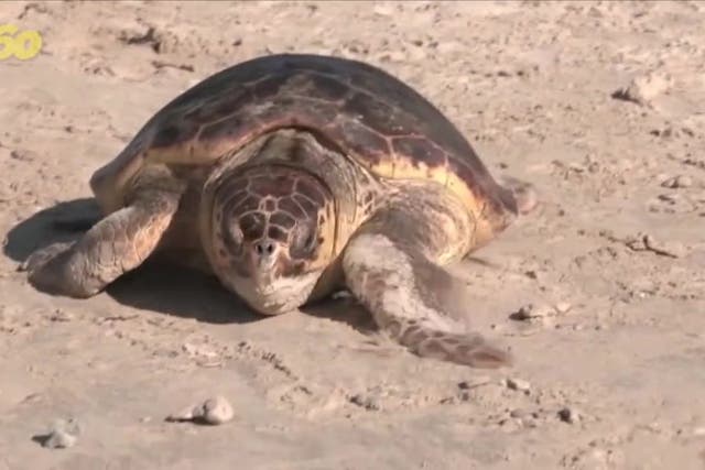 <p>Turtles injured by underwater explosions returned back to the Mediterranean.</p>