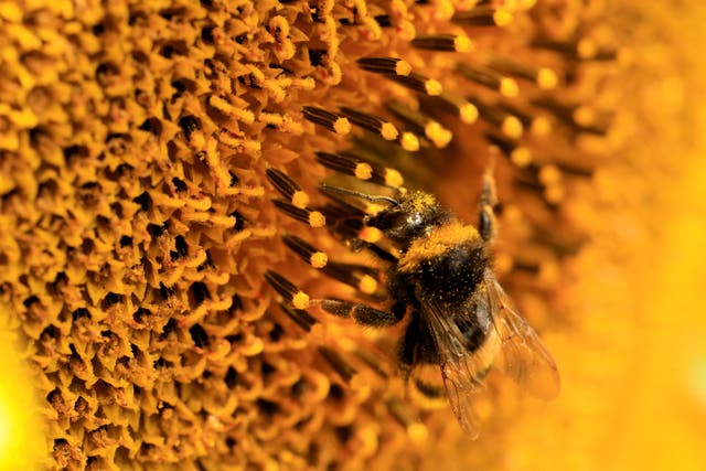 <p>A bumblebee feeds on a sunflower </p>