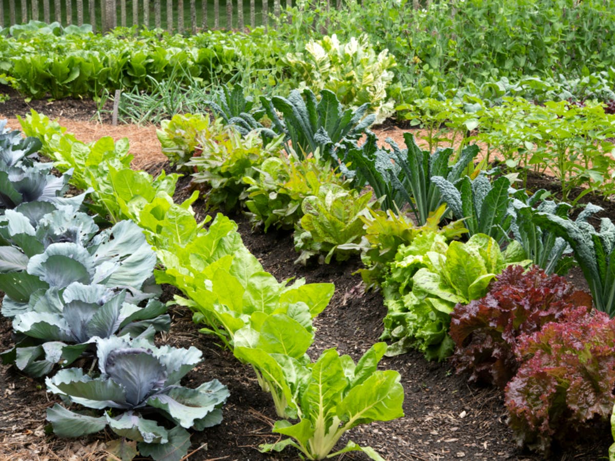 Here&rsquo;s the best time to plant fruits and vegetables