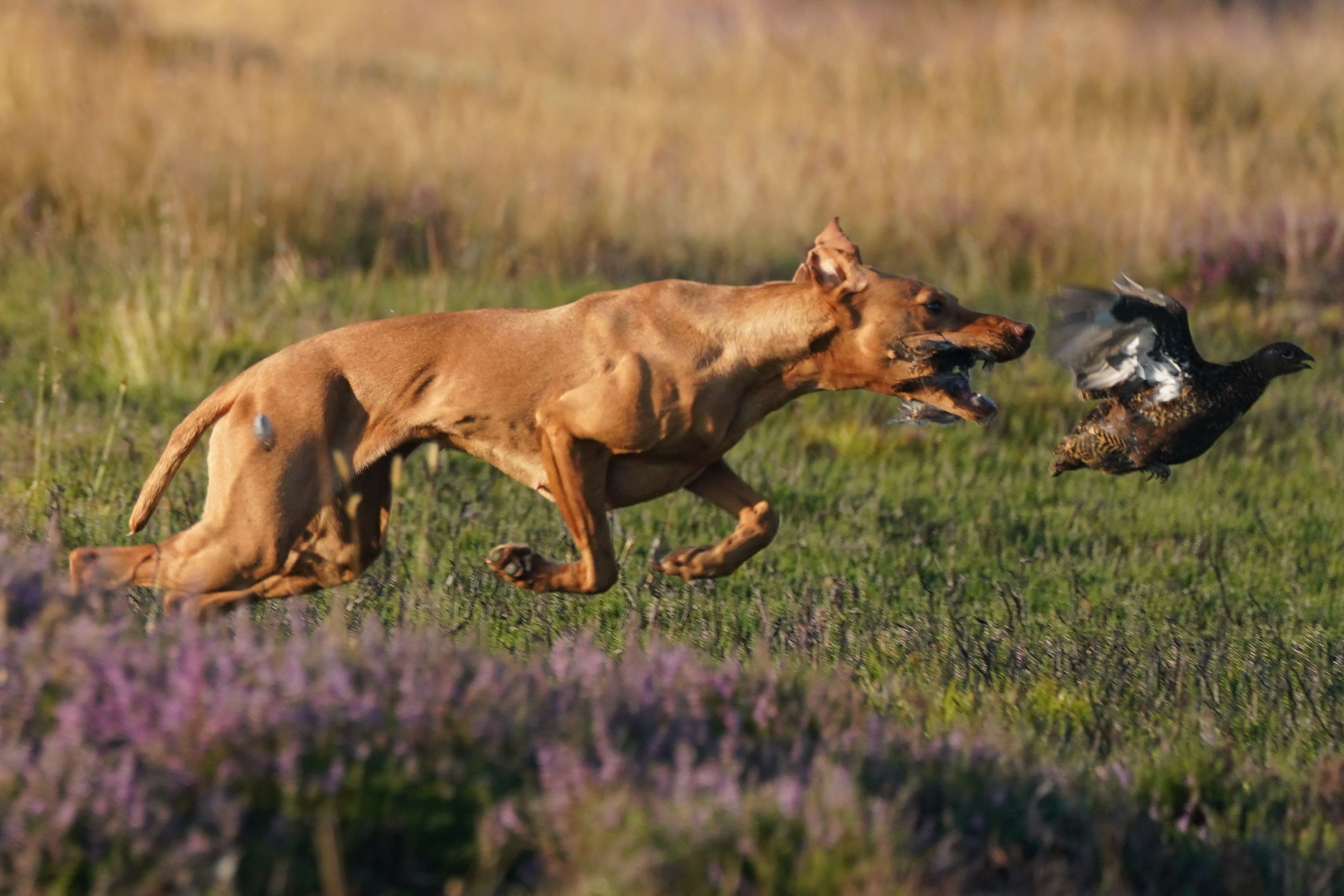 A new licensing scheme is being introduced (Owen Humphreys/PA)