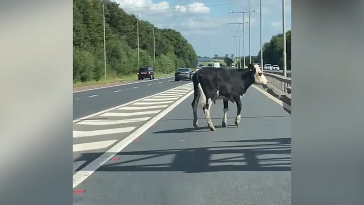 Frightened cow causes chaos after escaping onto busy motorway