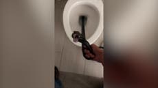 Snake found relaxing in Arizona homeowner’s toilet