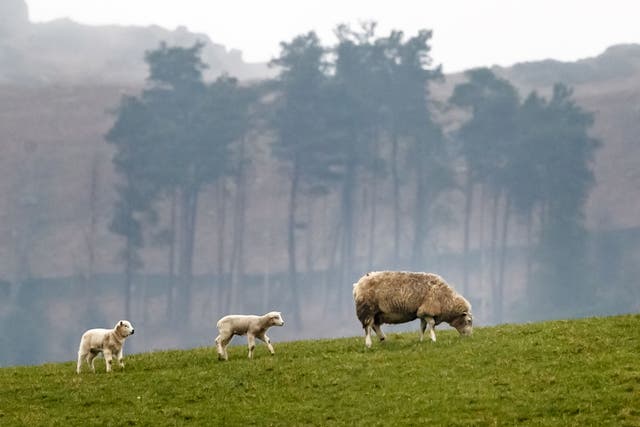 <p>Over six million sheep and cows were slaughtered during the 2001 foot and mouth outbreak</p>