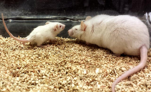 <p>Young (15-day-old; left) and aged (15-month-old; right) mice used in the experiments</p>