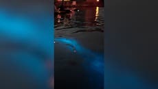 Dolphin glides through bioluminescent waves to hunt fish in Florida