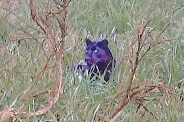 <p>Documentary makers have discovered what they claim is the 'clearest ever' photo of a big cat prowling the British countryside</p>