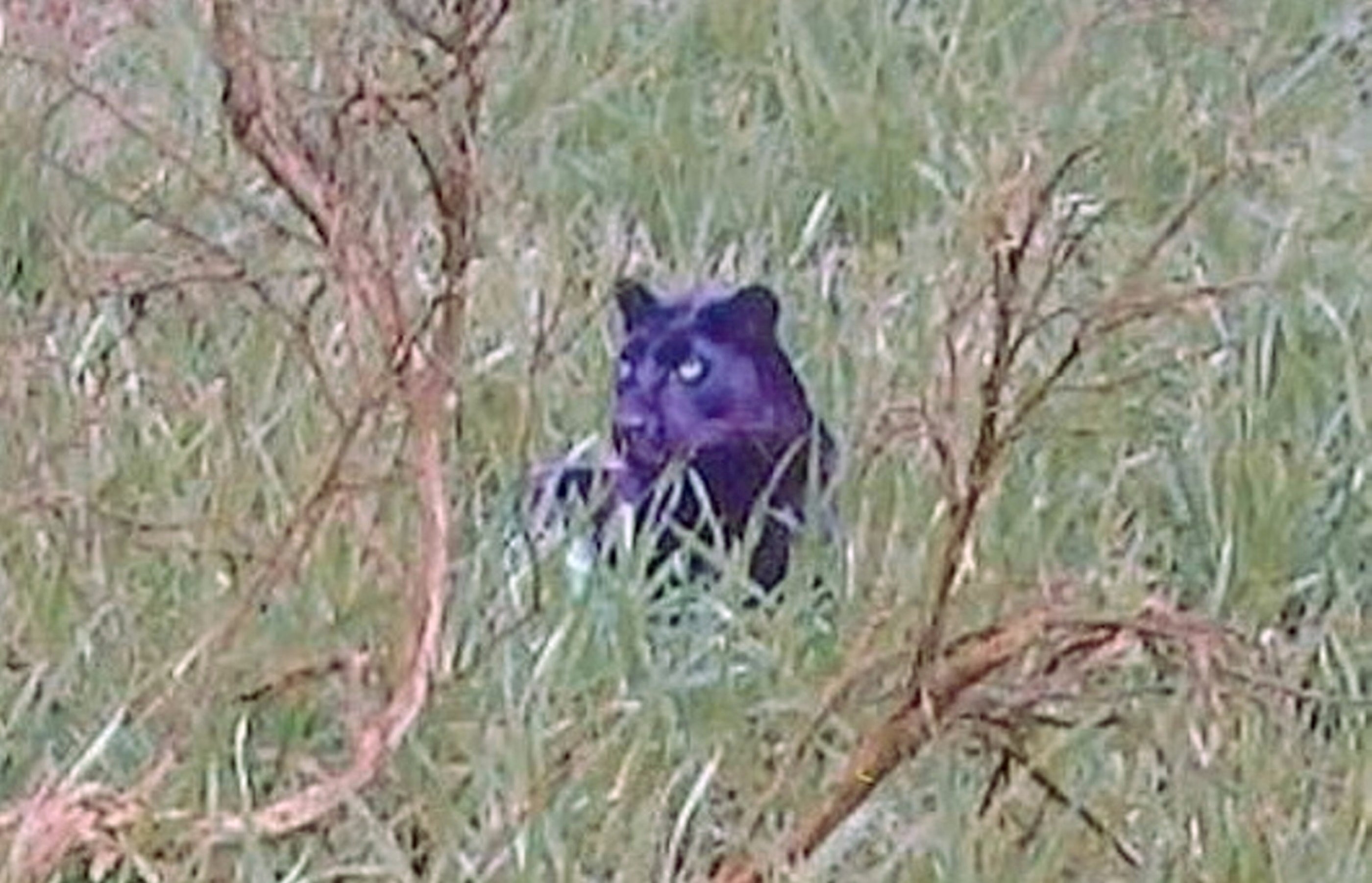  Clearest Ever Photo Of Big Cat In British Countryside Revealed