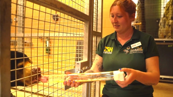 <p>Watch ‘human’ sun bear enjoy some honey at UK wildlife park.</p>