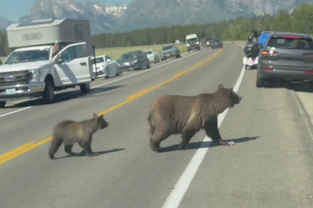 <p>Grizzly mother ‘looks both ways’ before crossing street with cub.</p>