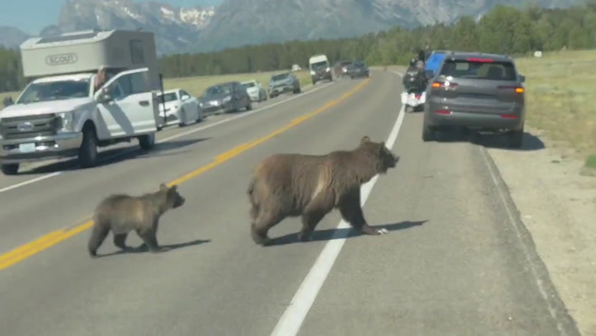 Grizzly mother bear ‘looks both ways’ before crossing busy road with cub