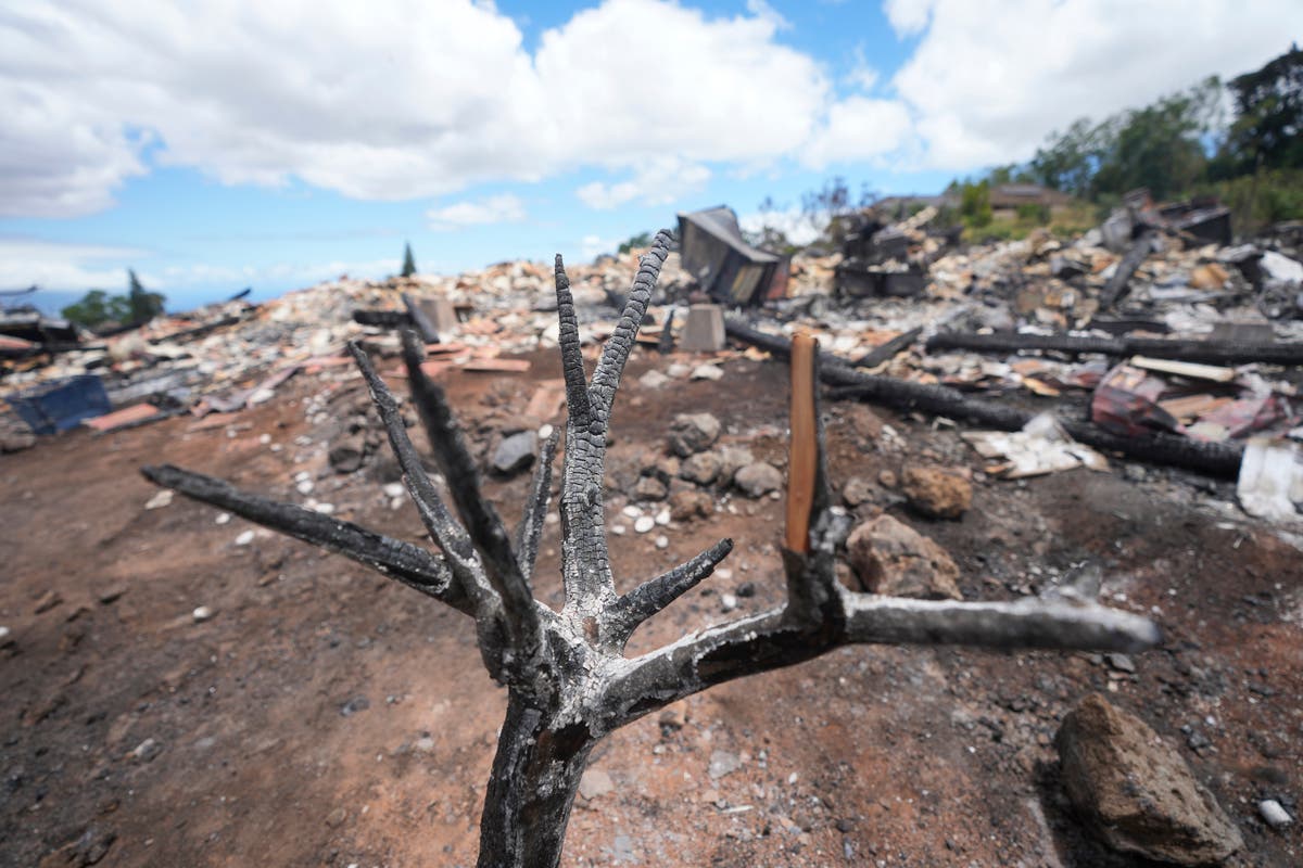 Space lasers, boat burnings and elite land grabs: How Maui wildfires became fodder for conspiracy theorists - Vimarsana News
