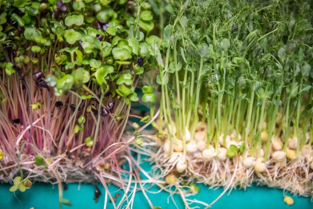 Scientists have been looking at whether microgreens deserve their reputation as a superfood (Alamy/PA)