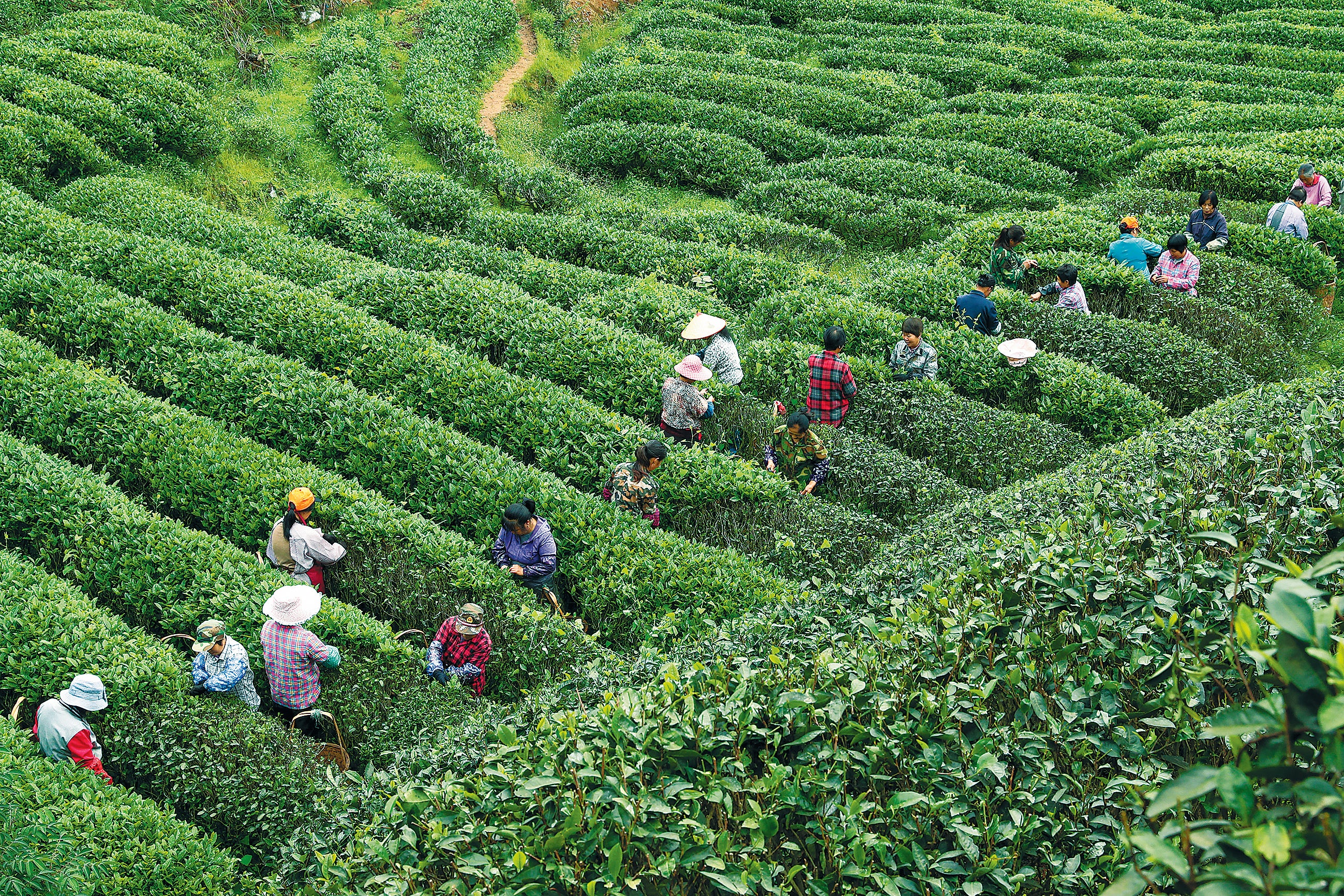 Farmers harvest leaves at a tea garden in Tianxin village, Wuyishan city, Fujian province, on April 26, 2023