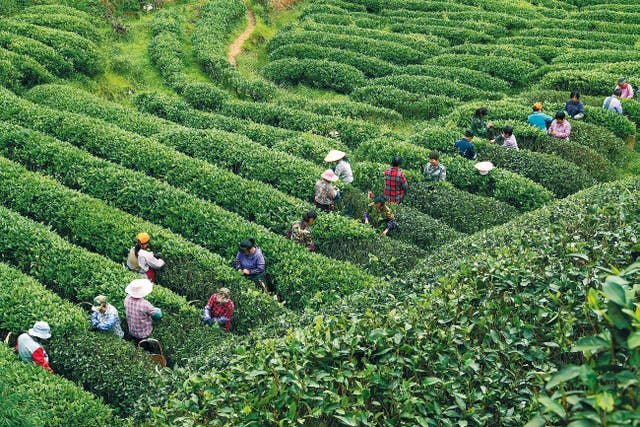 <p>Farmers harvest leaves at a tea garden in Tianxin village, Wuyishan city, Fujian province, on April 26, 2023 </p>