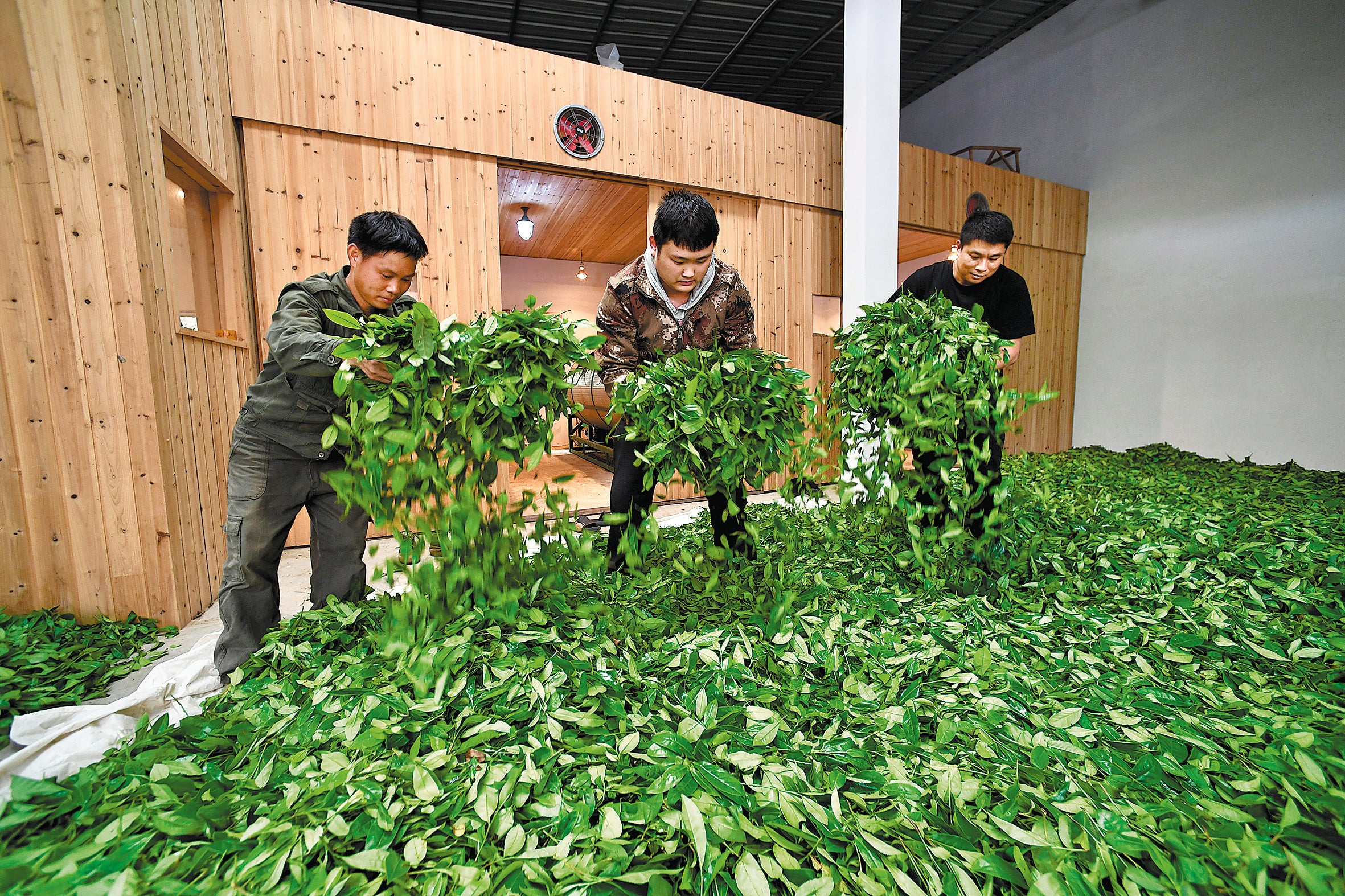 Workers spread out freshly plucked tea leaves to dry them before further processing on May 7, 2022