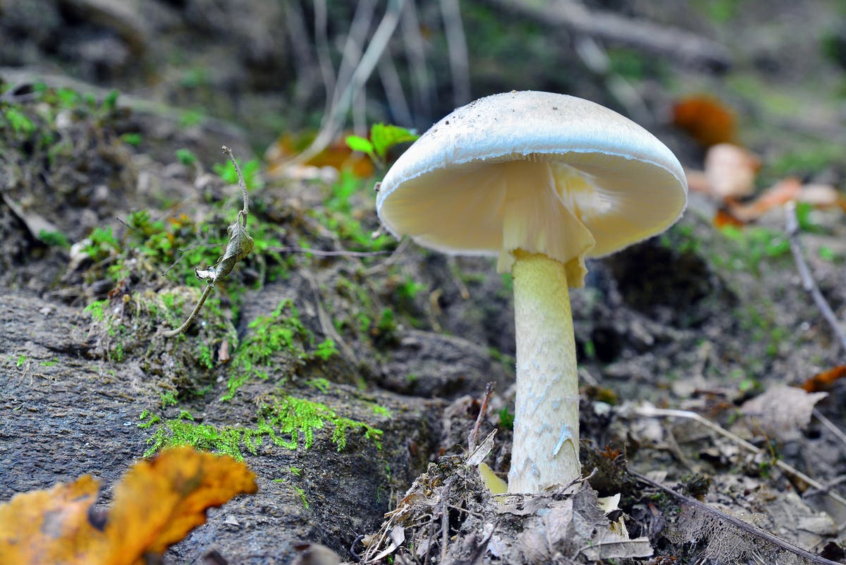 Death cap mushrooms: What are the symptoms of mushroom poisoning?