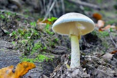 Death cap mushrooms: What are the symptoms of mushroom poisoning?