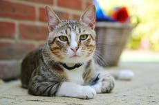 Warning over cat poisonings in Swindon after four pets die