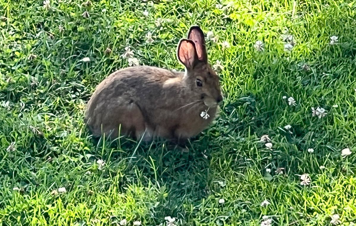 Rabbits and deer and voles, oh my! What&rsquo;s eating your garden? 