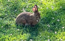 Rabbits and deer and voles, oh my! What’s eating your garden?