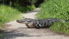 Alligator crosses path inches away from family in Florida nature reserve