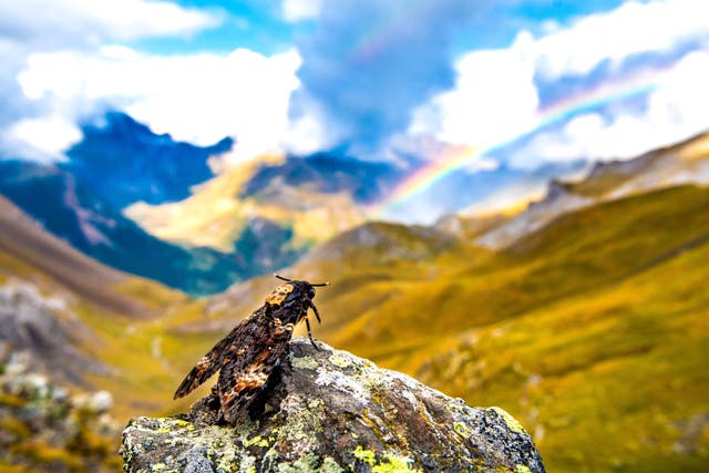 A death’s head hawkmoth migrating through the mountains (Will Hawkes/University of Exeter)