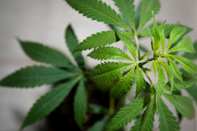 <p>A cannabis plant at the Cannabis Museum in Berlin. If the law passes, cultivation will be hugely liberalised </p>