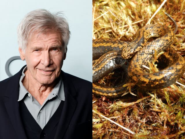 <p>Harrison Ford has a new snake species named after him in honour of his environmentalism</p>