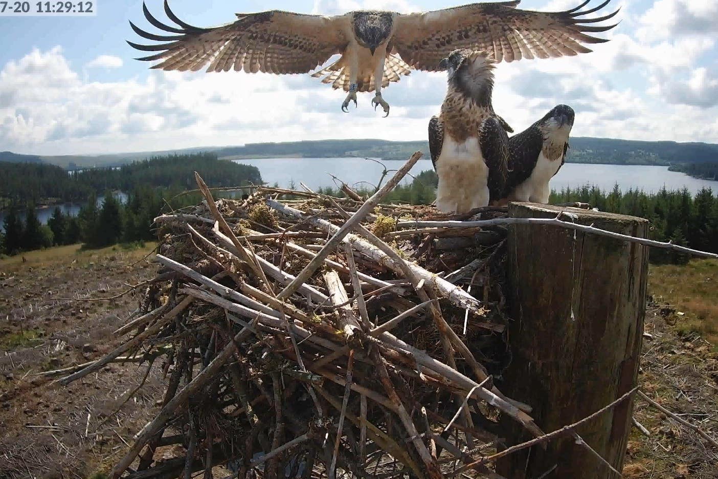 Gilsland the osprey lands after making her first flight at Kielder Forest (Kielder Water and Forest Park/PA)