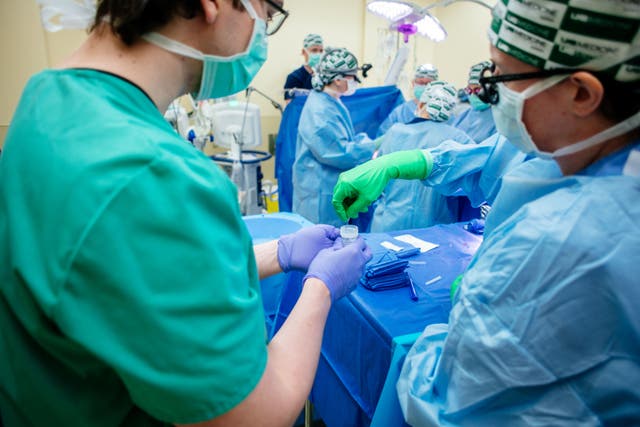 Researchers collect a biopsy of the transplanted geneticallymodified pig kidneys (Steve Wood/)UAB