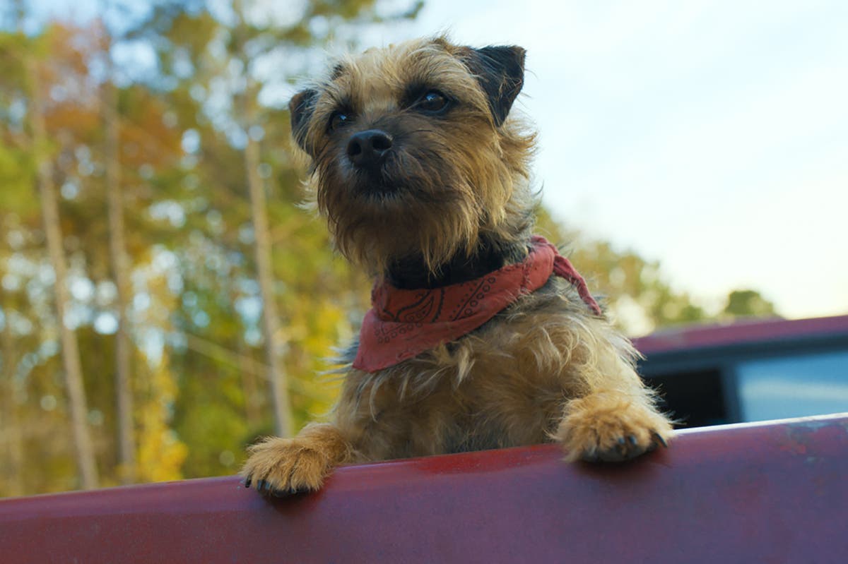 Strays review: Dogs have sex and do drugs in an unfunny talking-animal comedy - Vimarsana News