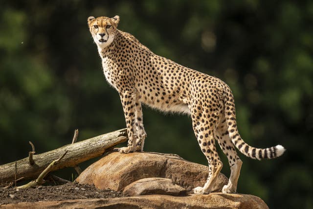 Darcy explores the newly-developed cheetah territory at Yorkshire Wildlife Park (Danny Lawson/ PA)