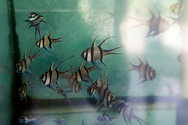 Aquarium Fish Importation Ban