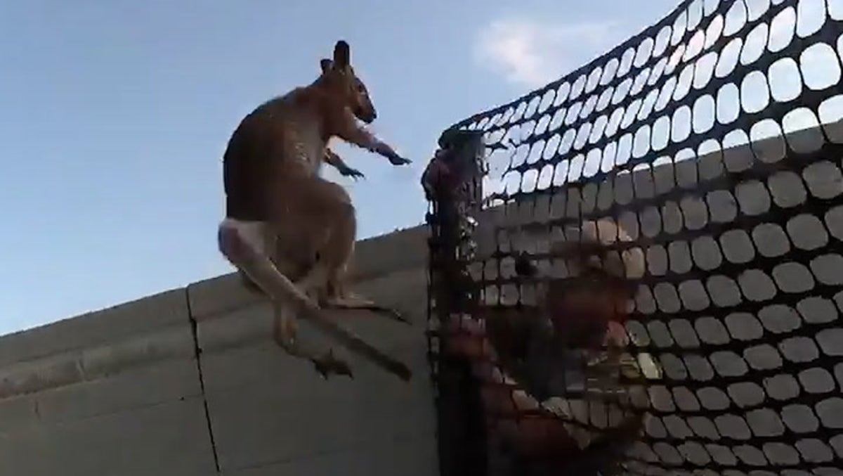 Wallaby on the loose gives police 40-minute run around in Arizona