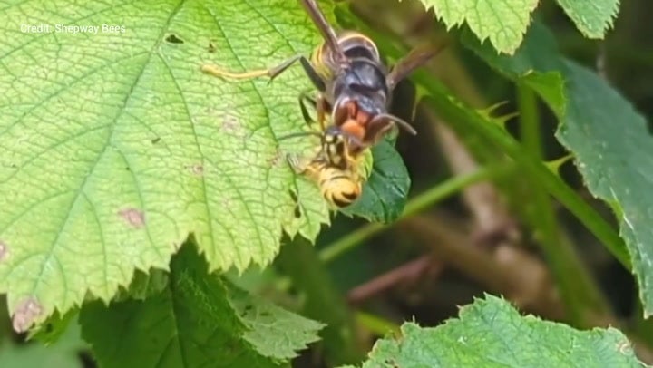 Asian hornet filmed devouring wasp in Kent garden.