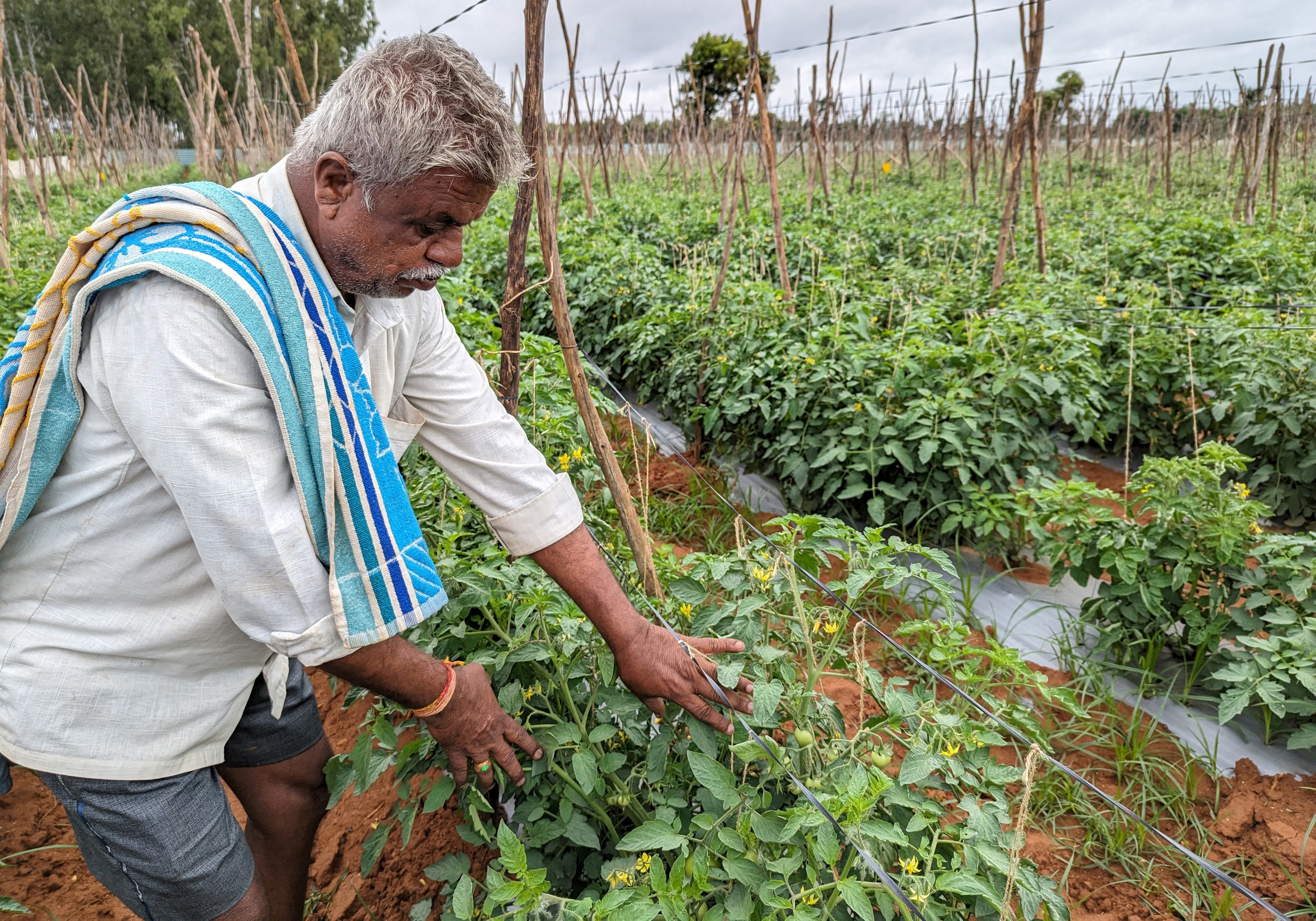 Natraj, 55, a tomato farmer, shows his tomato vines on his farm in Kolar district