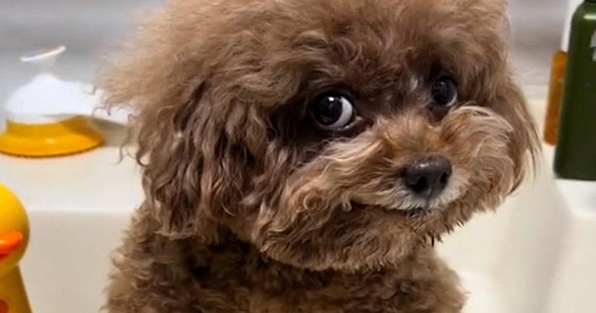 Meet the 'world's happiest dogs' who have gone viral Lifestyle