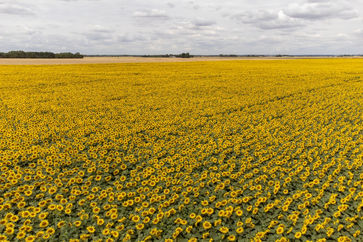 Sunflower farms pleads with visitors posing naked in field to keep clothes on